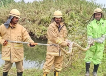 மலைப்பாம்பை மீட்ட நத்தம் தீயணைப்புத்துறையினர் வனத்துறை